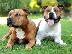 PoulaTo: AMSTAFF American staffrodshire καθαρόαιμα